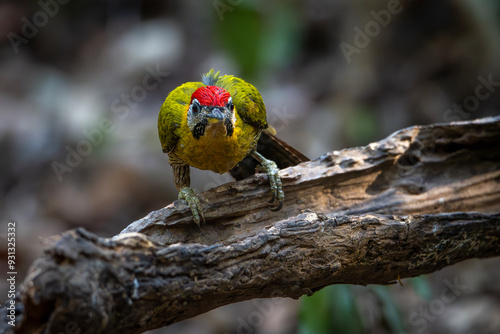 Small birds in Ma Da forest in Vinh Cuu district, Dong Nai province, Vietnam photo