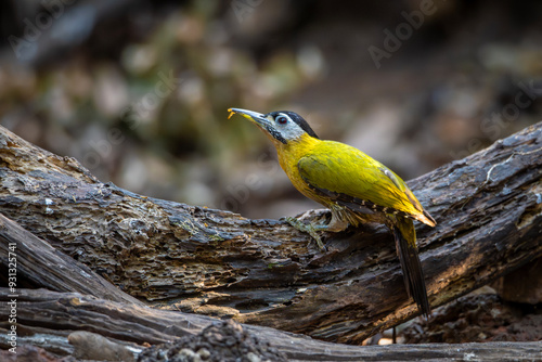 Small birds in Ma Da forest in Vinh Cuu district, Dong Nai province, Vietnam photo