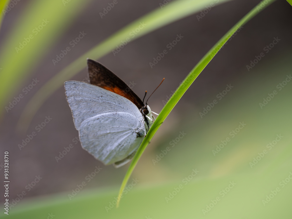 Obraz premium 翅の裏が銀白色の蝶ウラギンシジミ