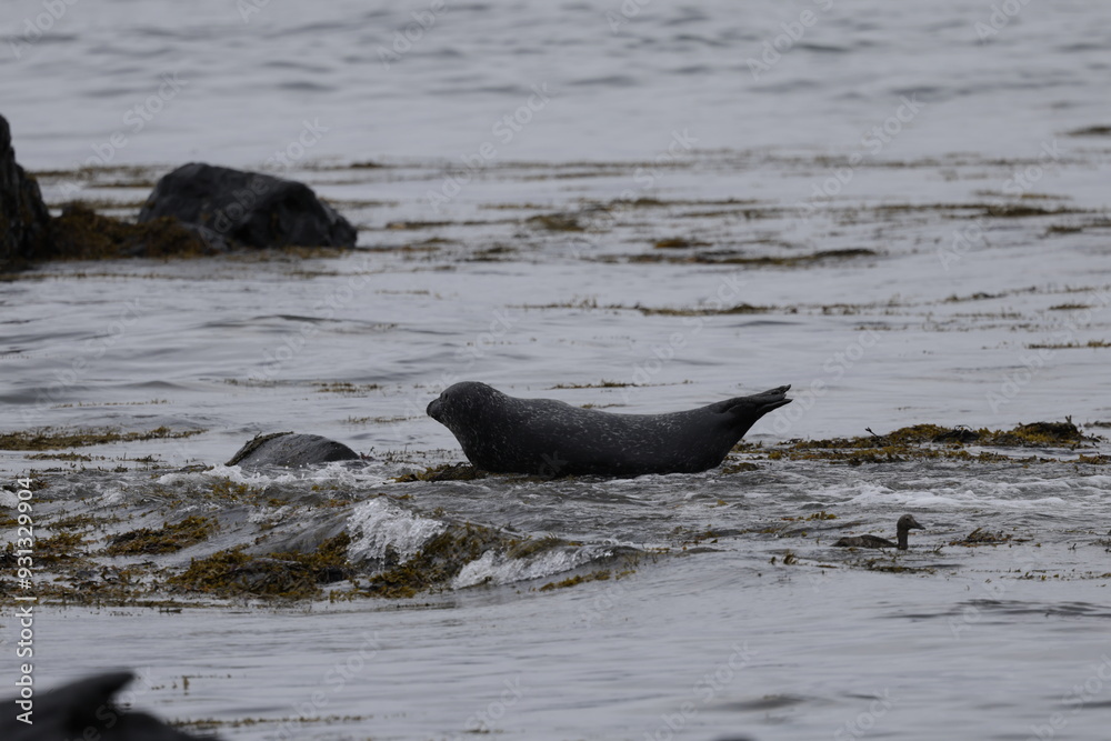 Fototapeta premium Seals at Ytri Tunga, Westfjords, Iceland