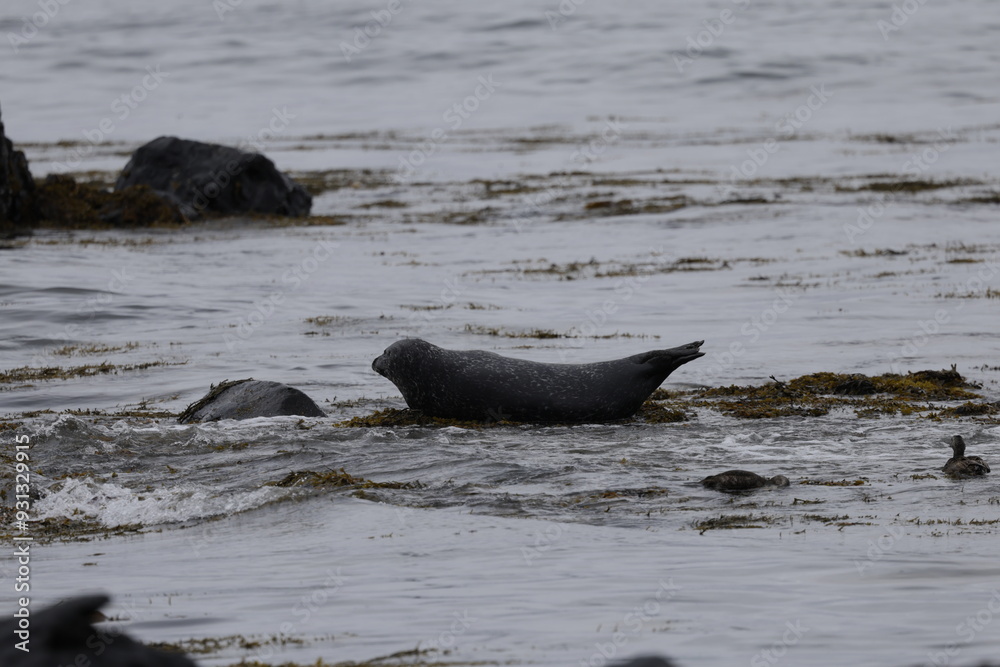 Fototapeta premium Seals at Ytri Tunga, Westfjords, Iceland