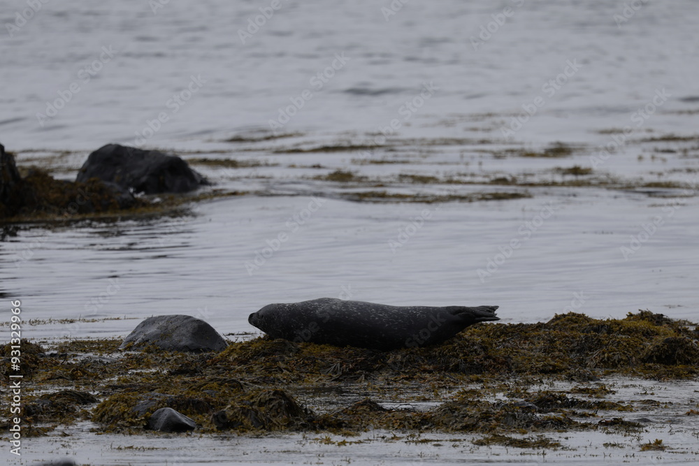 Fototapeta premium Seals at Ytri Tunga, Westfjords, Iceland