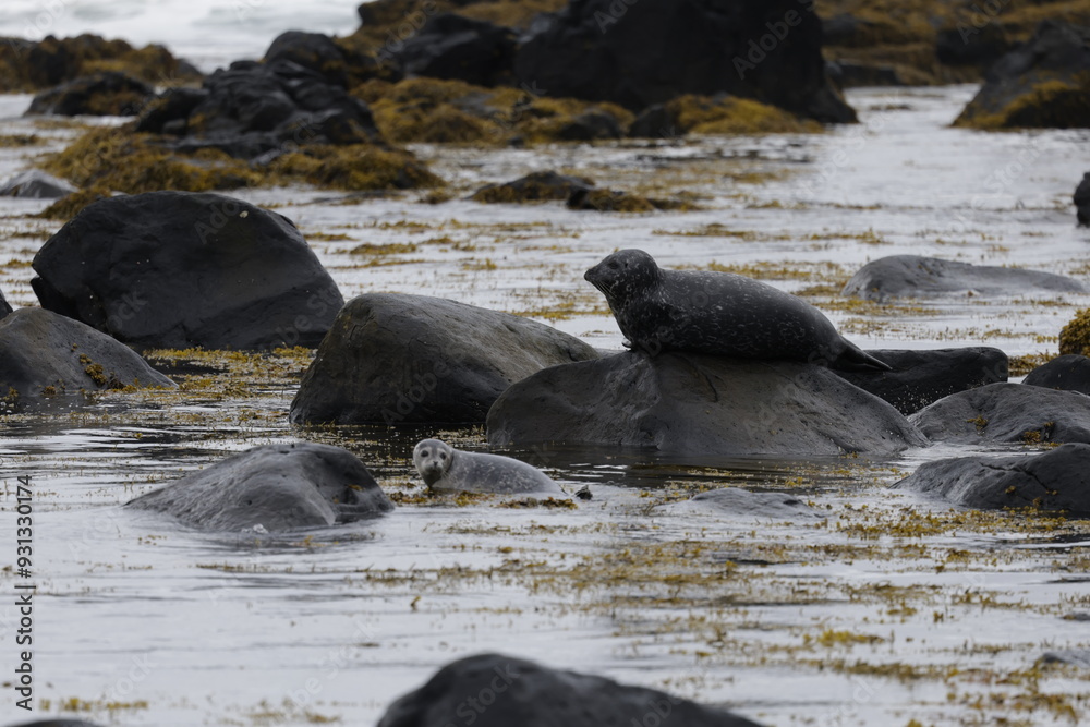 Fototapeta premium Seals at Ytri Tunga, Westfjords, Iceland