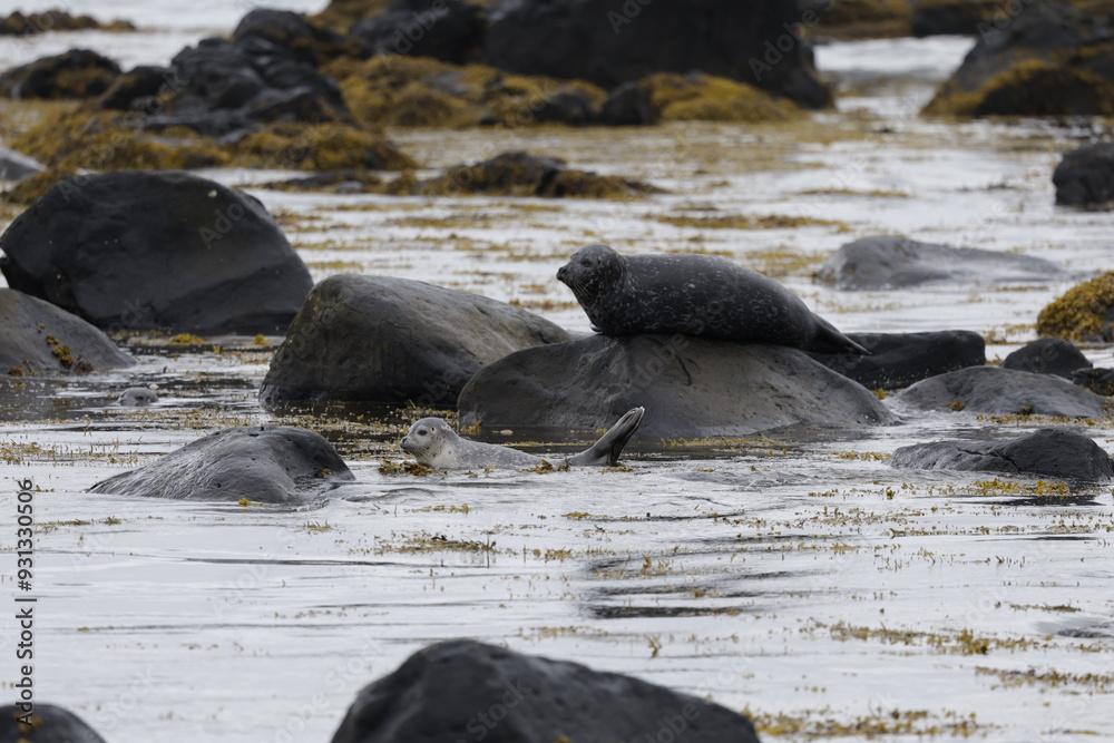Fototapeta premium Seals at Ytri Tunga, Westfjords, Iceland