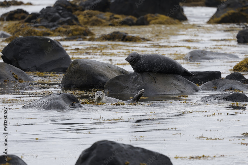 Fototapeta premium Seals at Ytri Tunga, Westfjords, Iceland