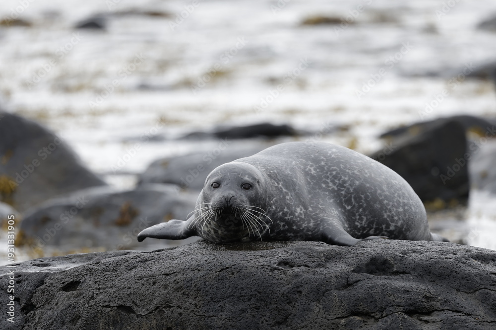 Naklejka premium Seals at Ytri Tunga, Westfjords, Iceland
