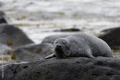 Seals at Ytri Tunga, Westfjords, Iceland