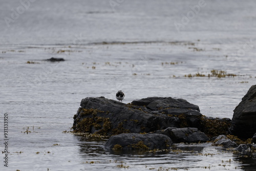 Ruddy turnstone Arenaria, Bird, Iceland photo