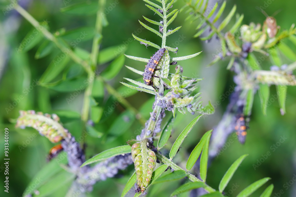 Ladybug larva hunting in Colony of Tufted vetch aphids (Aphis craccae) on a vetch, Vicia cracca, pests. Ladybug larva hunting in Colony of Tufted vetch aphids (Aphis craccae) on a vetch, Vicia cracca, pests.