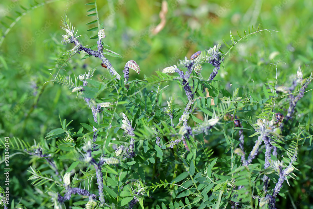 Colony of Tufted vetch aphids (Aphis craccae) on a vetch, Vicia cracca, pests. Colony of Tufted vetch aphids (Aphis craccae) on a vetch, Vicia cracca, pests.