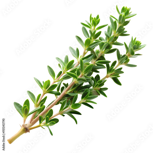 Thyme isolated on transparent background png
