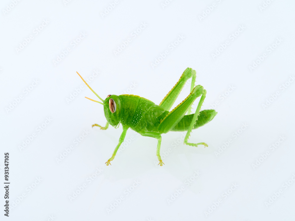 Green Egyptian grasshopper or locust on a white background. Anacridium aegyptium Green Egyptian grasshopper or locust on a white background. Anacridium aegyptium