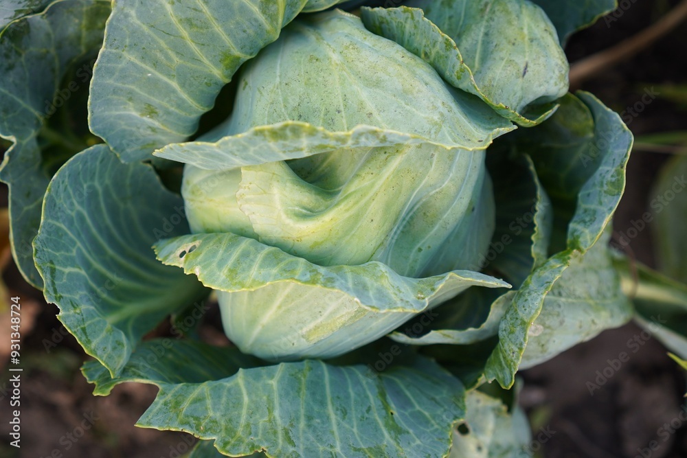 Obraz premium cabbage growing in a garden