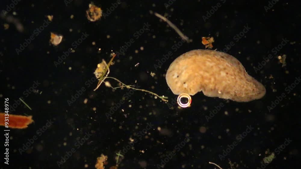 Planarian parasite (flatworm) under microscope view. Planarian parasite (flatworm) under microscope view.