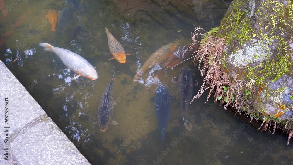 A tranquil view of koi fish swimming in the pond within the grounds of Ishiyama-dera Temple, Shiga, Japan. The serene atmosphere reflects the peacefulness of the temple's environment. A tranquil view of koi fish swimming in the pond within the grounds of Ishiyama-dera Temple, Shiga, Japan. The serene atmosphere reflects the peacefulness of the temple's environment.