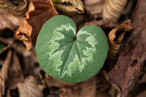  Cyclamen purpurascens Mill.summer cyclamen leaf.
Cyclamen coum Ivy Leaf photo