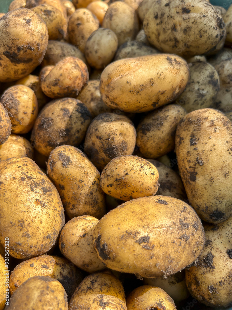 Potatoes fresh out of the ground, as a background Potatoes fresh out of the ground, as a background