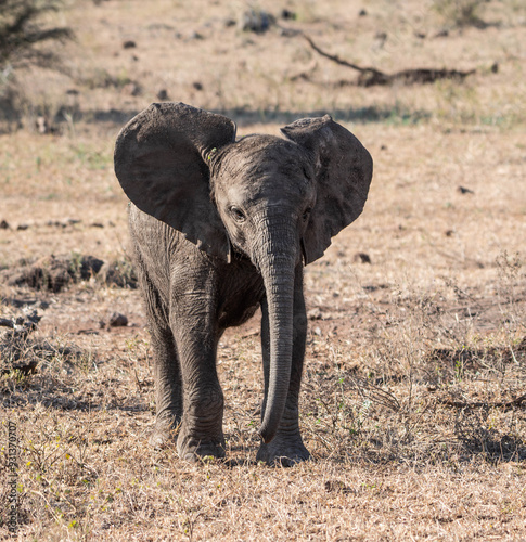 African Elephants