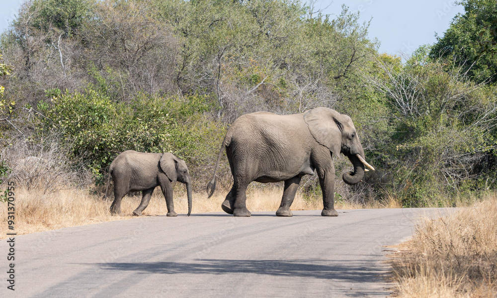 Obraz premium African Elephants