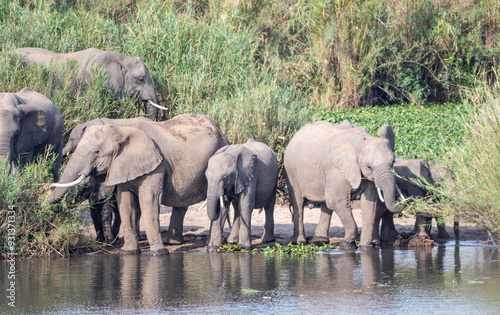 African Elephants