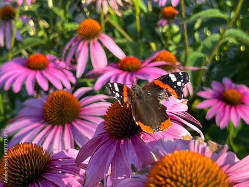 Butterfly flying from coneflower to coneflower in a flower bed by the street photo