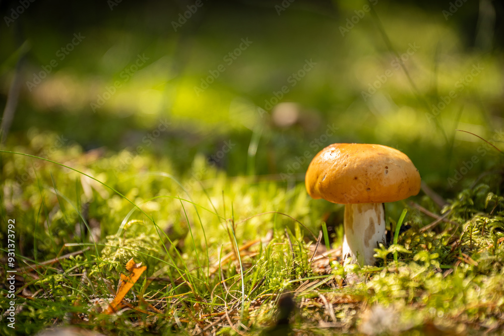 beautiful close up photo of yellow mushroom in green forest