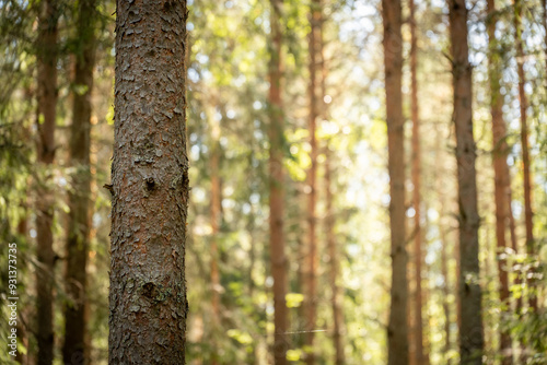 close up of a tree trunk in forest