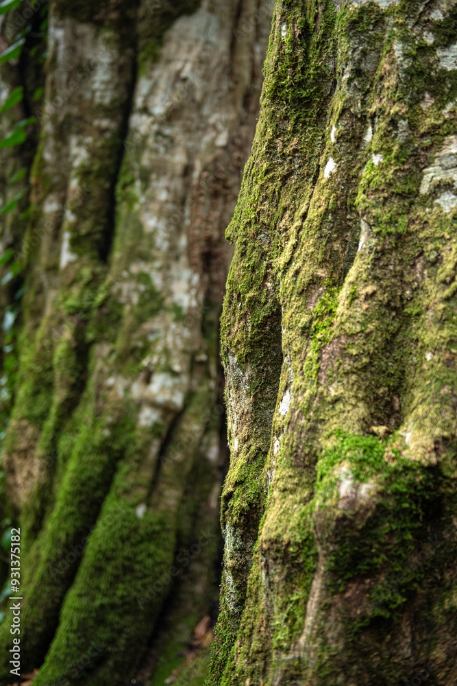 Tree trunks. Injured tree trunks. Trees and trunks in the forest. Tree trunks with writing written on them. Tree trunks. Injured tree trunks. Trees and trunks in the forest. Tree trunks with writing written on them.