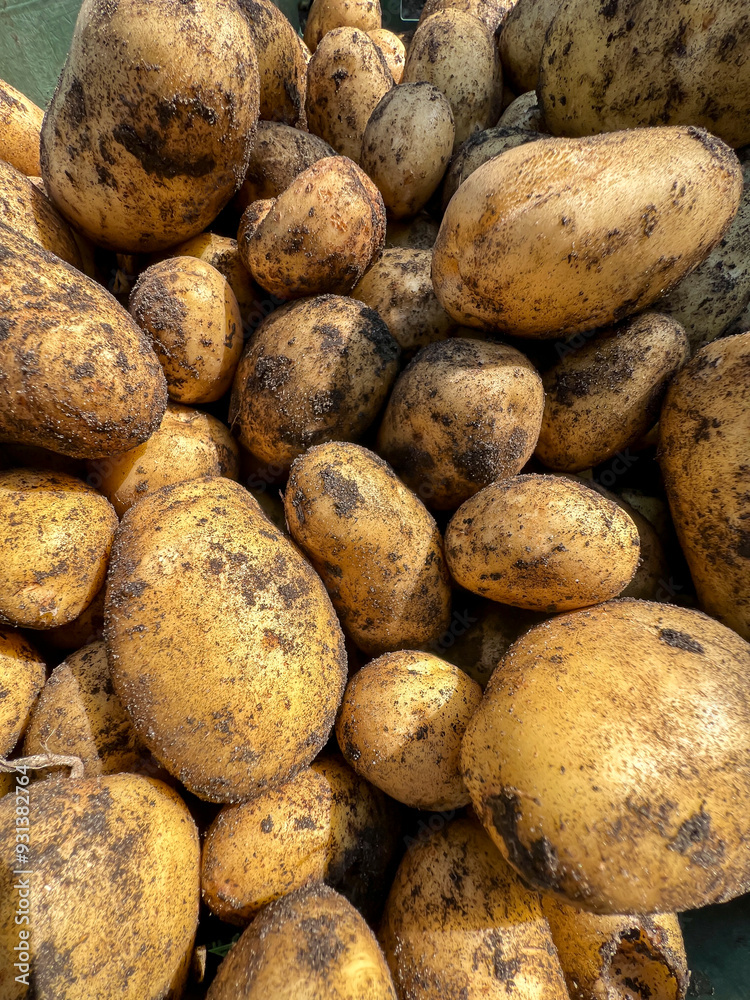 Potatoes fresh out of the ground, as a background Potatoes fresh out of the ground, as a background