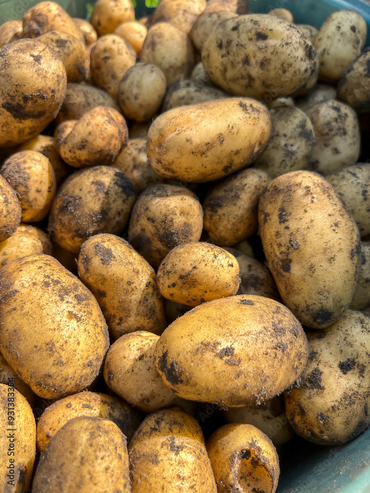 Potatoes fresh out of the ground, as a background Potatoes fresh out of the ground, as a background