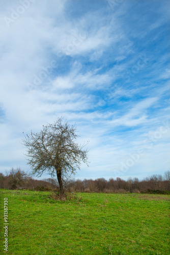 Violet Plateau. Flowers bloom on the plateaus in spring. İzmit Türkiye.Lush green meadows on a sunny and cloudy day.