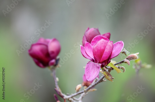 Magnolia flowers blooming in early spring.