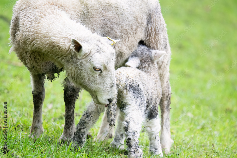 Obraz premium Mother ewe licking newborn lamb while baby lamb feeding on mother’s milk. Auckland.