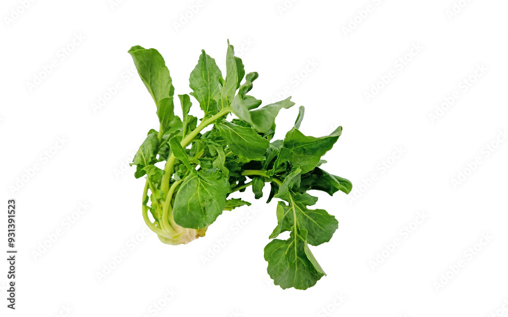 Rocket, eruca or arugula (Eruca vesicaria), eaten as salad ingredient or fresh green leaf Rocket, eruca or arugula (Eruca vesicaria), eaten as salad ingredient or fresh green leaf