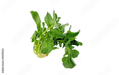 Rocket, eruca or arugula (Eruca vesicaria), eaten as salad ingredient or fresh green leaf photo