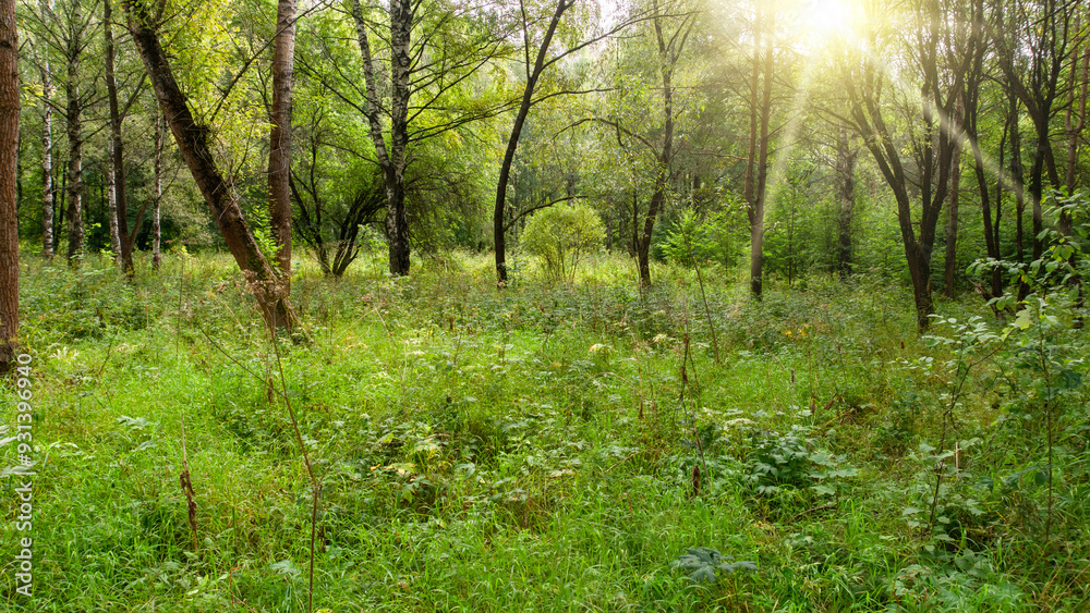 Fototapeta premium Sunlight Filtering Through Forest Canopy on Summer Day