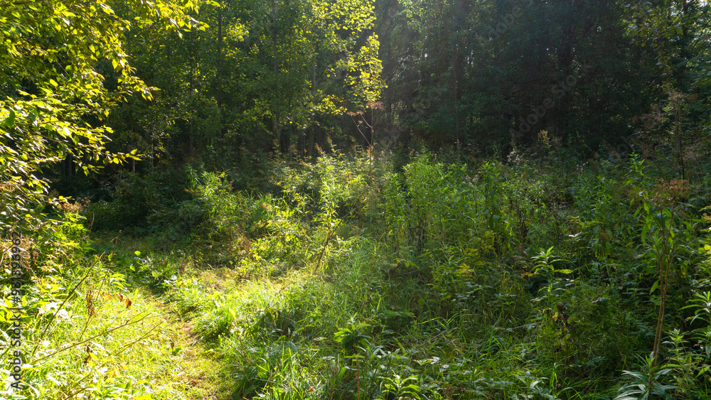 Fototapeta premium Deciduous forest on a sunny summer day