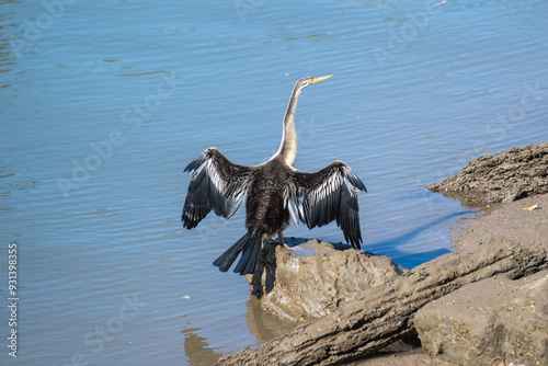 Australasian darter on a rock, drying wings, Australian native water bird, long neck, fisher fishing, feathers plumage photo