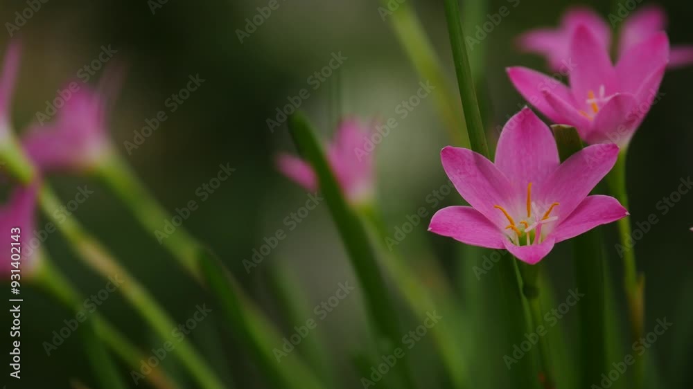 Panning shot of Pink Rain Lily or Zephyranthes grandiflora Panning shot of Pink Rain Lily or Zephyranthes grandiflora