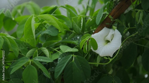 The White Flowers of Aparajita or
Clitoria ternatea, commonly known as Asian pigeonwings, bluebellvine photo