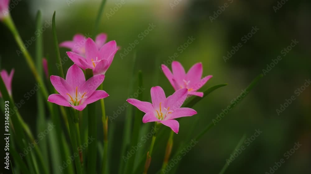 Pink Rain Lily or Zephyranthes grandiflora swaying in the wind
