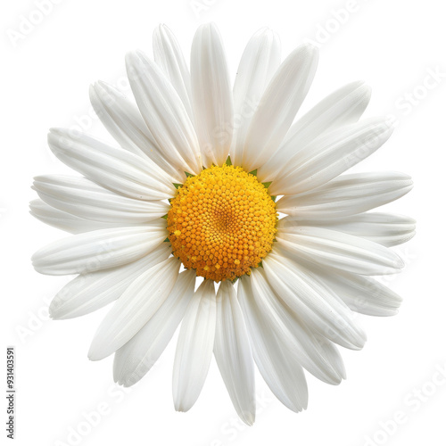 Common daisy blossom isolated on white background