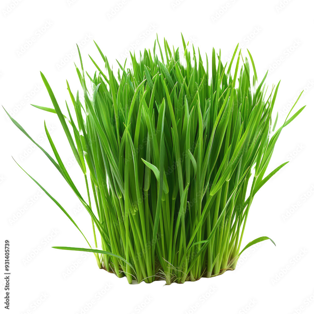 Fresh green grass isolated against a white background Fresh green grass isolated against a white background