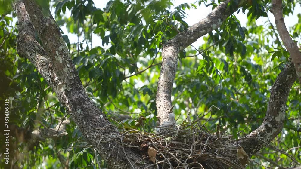 Young Changeable hawk-eagle in the nest on the tree with wind blowing Young Changeable hawk-eagle in the nest on the tree with wind blowing