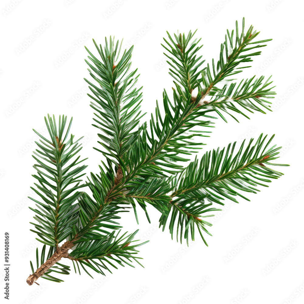 Green Christmas pine twig on white background