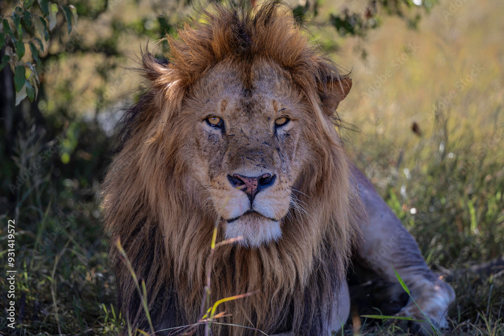 Lion (Panthera leo) Male hanging aroud in the Masai Mara National Reseve in Kenya Lion (Panthera leo) Male hanging aroud in the Masai Mara National Reseve in Kenya