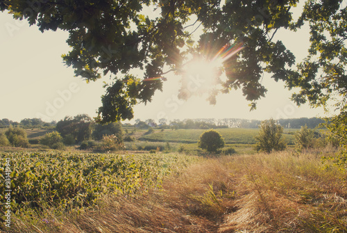 A warm rural landscape with sunlight coming through the leaves