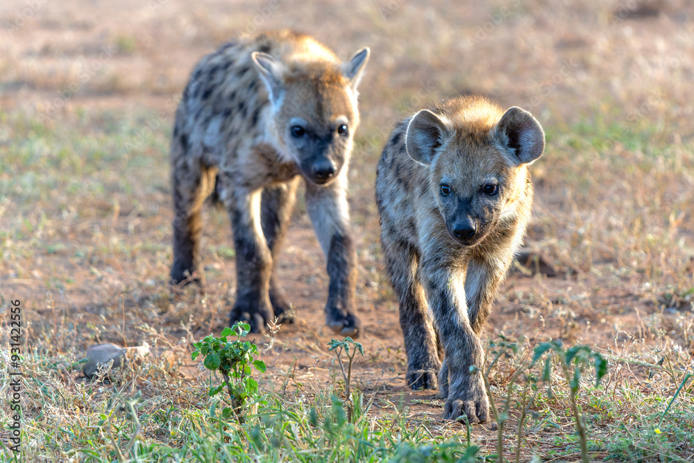 Playful Spotted Hyena pup in the early morning hanging around in Mashatu Game Reserve in the Tuli Block in Botswana Playful Spotted Hyena pup in the early morning hanging around in Mashatu Game Reserve in the Tuli Block in Botswana