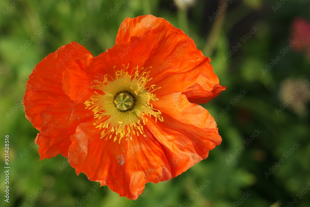 Colourful English Summertime Flowers Colourful English Summertime Flowers