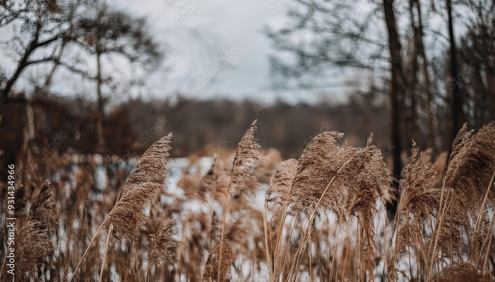Fototapeta premium Brown dry ears of grass, reed over blurred grey sky, dark tree branches. Moody autumn, winter landscape. Closeup of fading wild plants. Seed stalks. Defocused background. Seasonal nature concept.